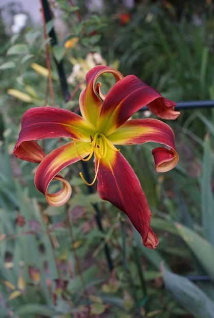 Captain America - Hemerocallis 2020- 2021- 2022