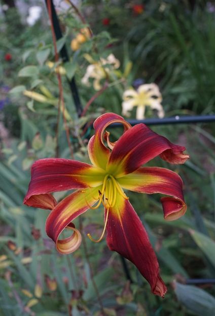  - Hemerocallis 2020- 2021- 2022