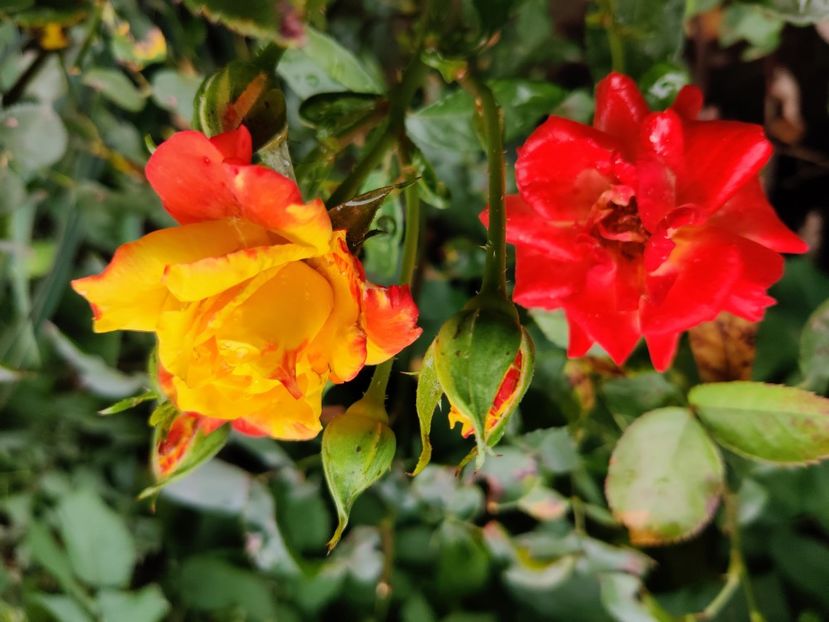 Trandafir cameleon galben-rosu - Trandafiri