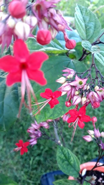 CLERODENDRUM  SPECIOSUM - 1-FLORI 2020