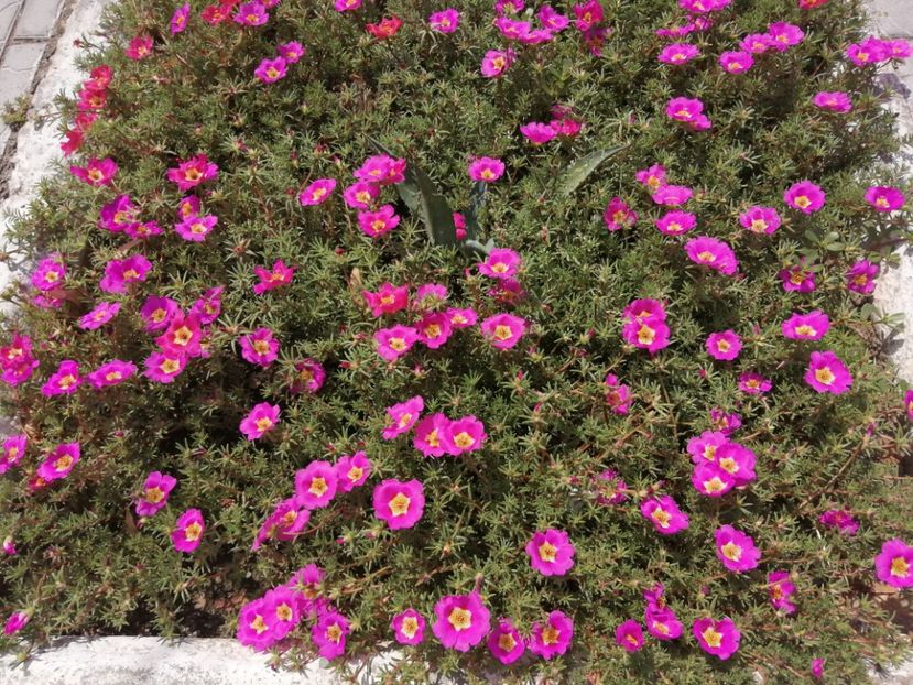  - Aranjamente florale