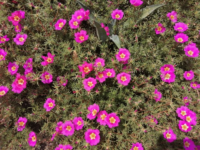  - Aranjamente florale