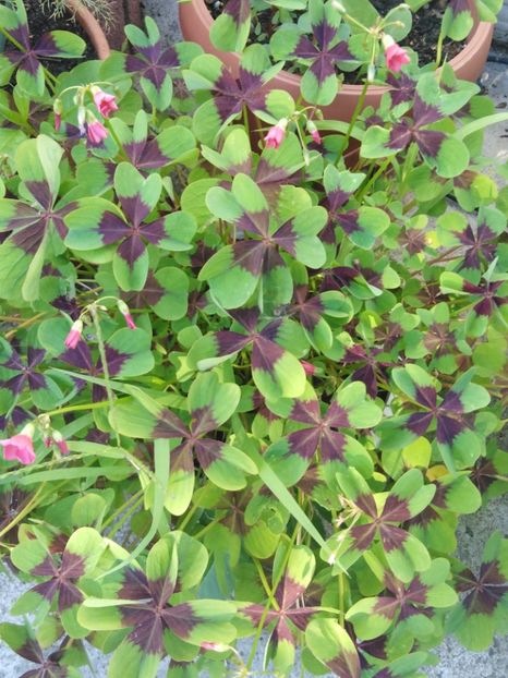 Oxalis tetraphylla - dragostea  de natura