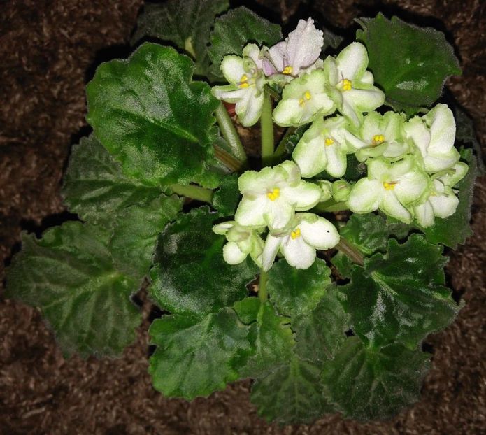 FAVORITA.... - Achimenes and co