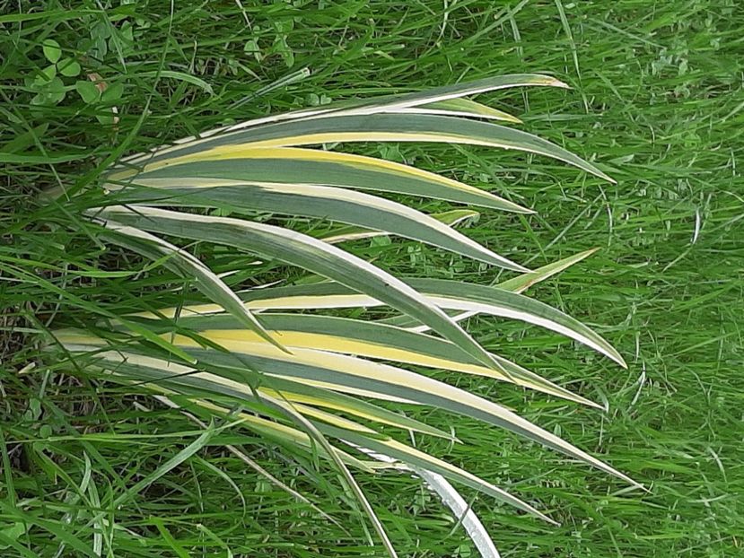  - Mărginimea Sibiului iulie 2020