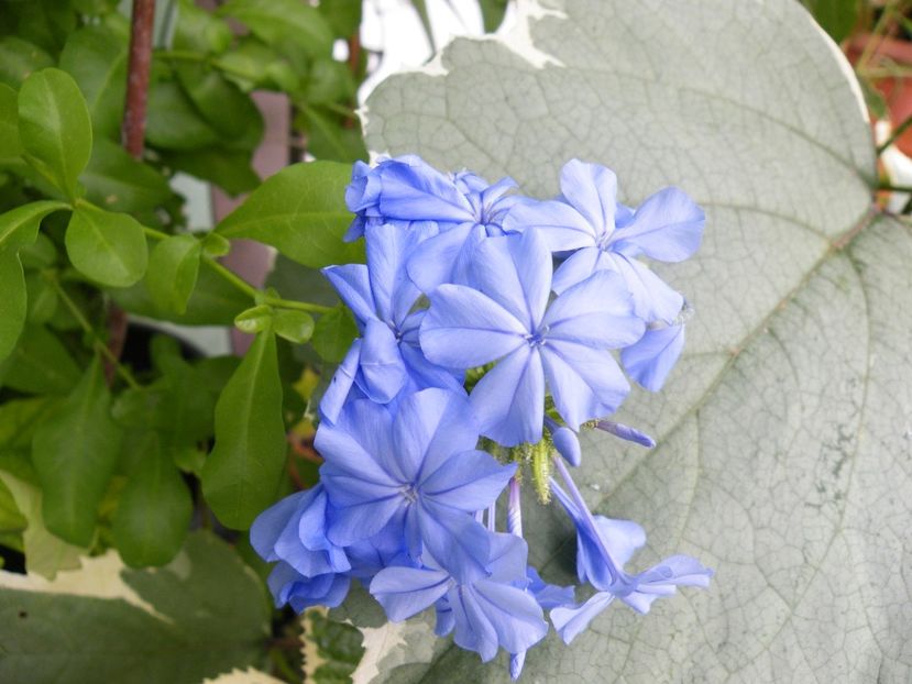 plumbago bleu fonce - 2020