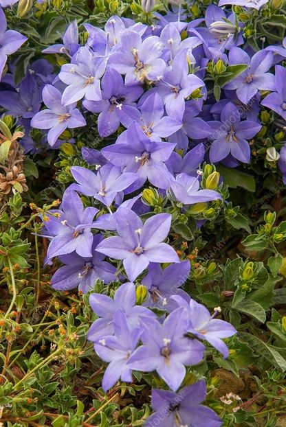 campanulla isophylla blue - CAUT