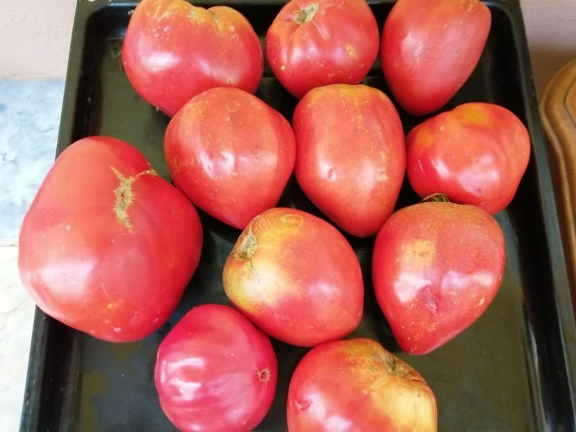  - Gradina cu legume-2017-acasa recolte 2018 - 2023