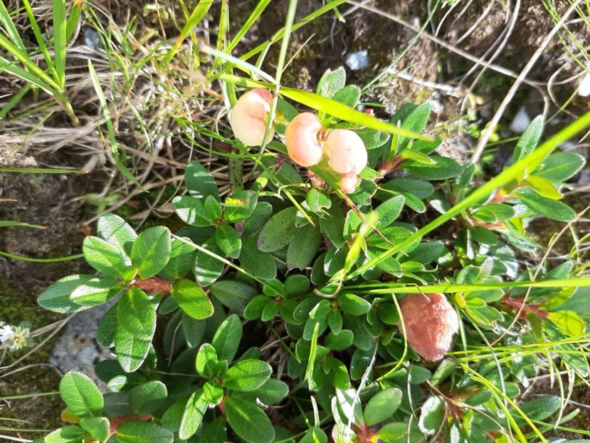  - Transfăgărășanul în 2020