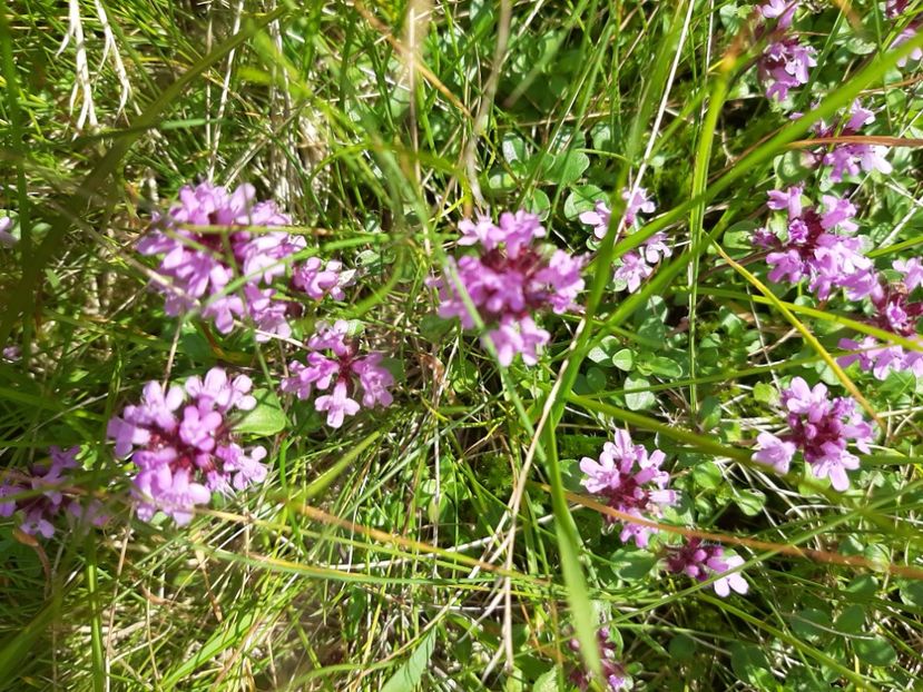  - Transfăgărășanul în 2020