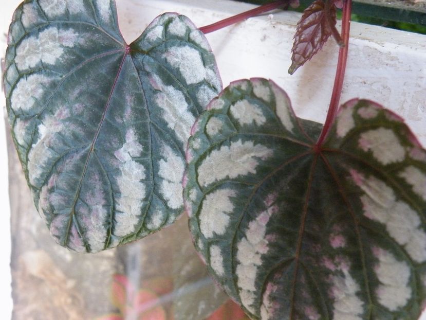 cissus discolor - 2020