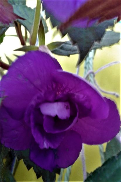  - 000013 ACHIMENES
