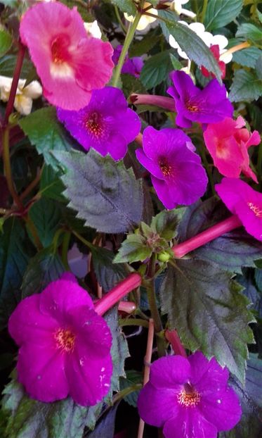  - 000013 ACHIMENES