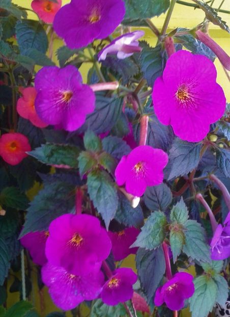  - 000013 ACHIMENES