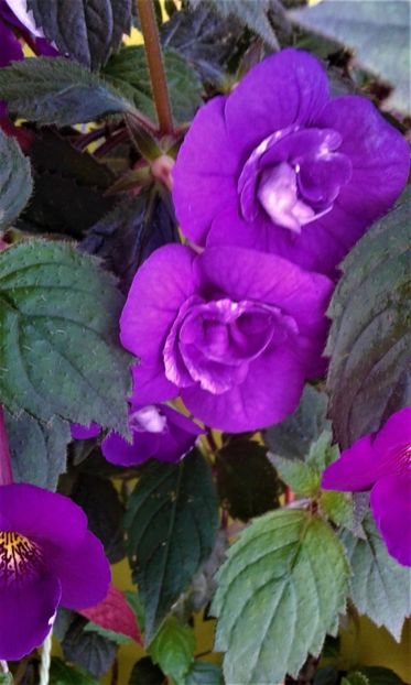  - 000013 ACHIMENES