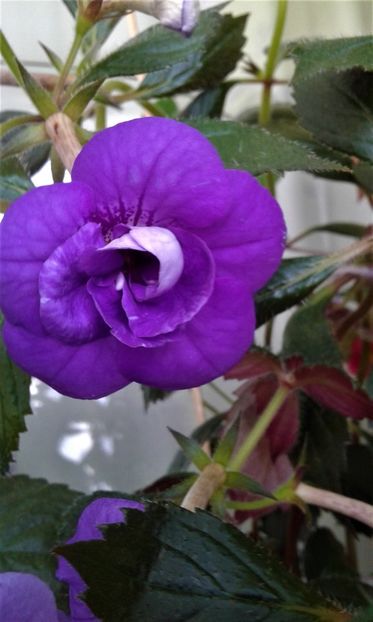  - 000013 ACHIMENES