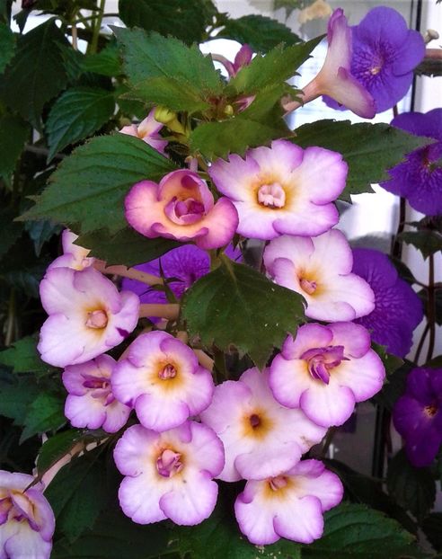  - 000013 ACHIMENES