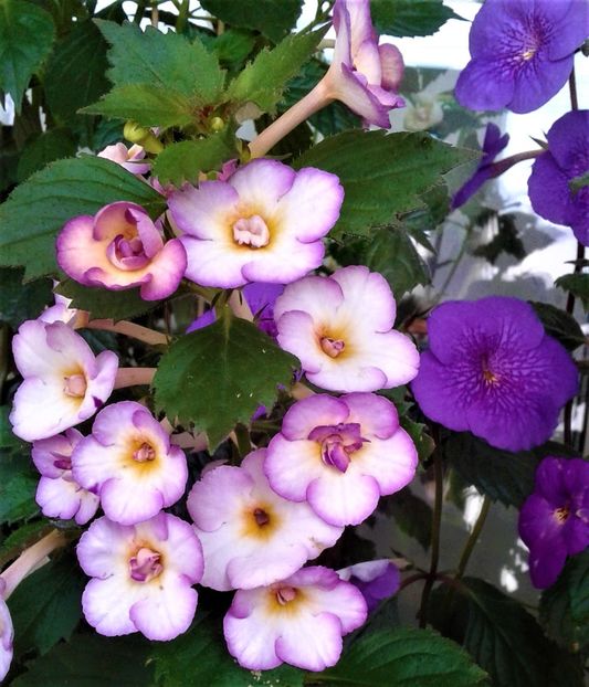  - 000013 ACHIMENES