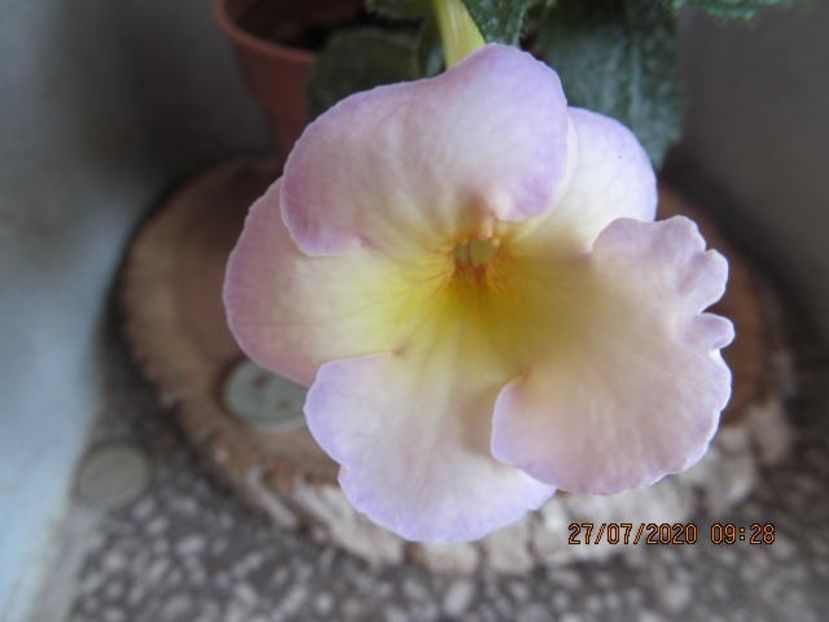 Polar Sun - Achimenes 2020