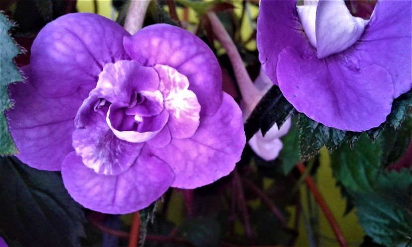  - 000018 ACHIMENES