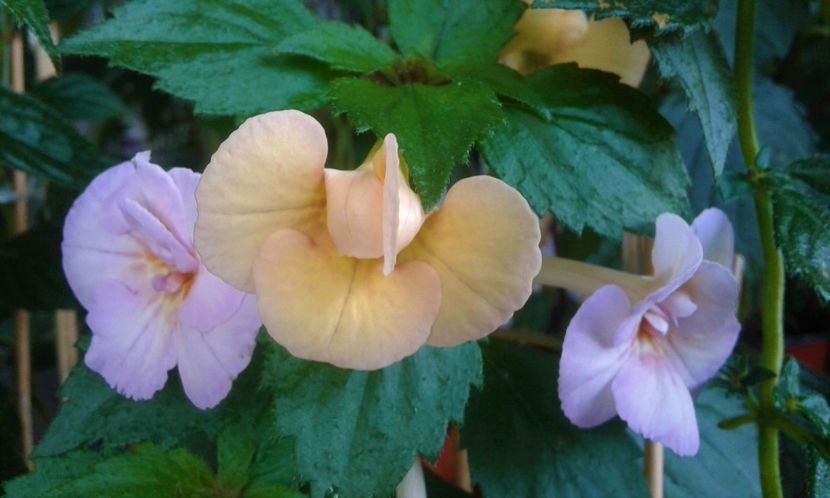  - 000018 ACHIMENES