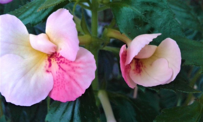  - 000018 ACHIMENES