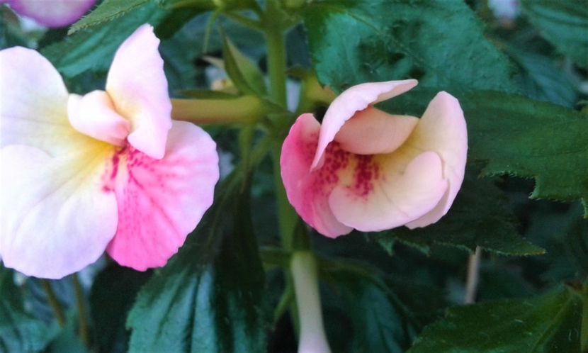  - 000018 ACHIMENES