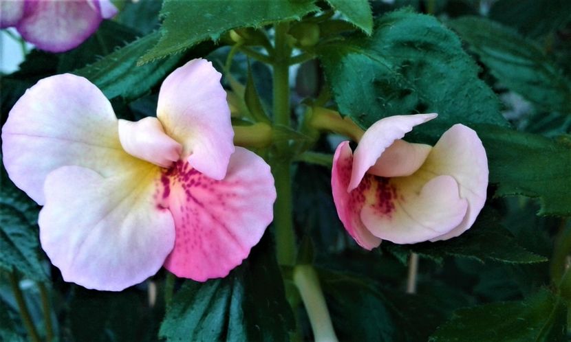 - 000018 ACHIMENES