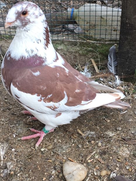 5CA33ED9-AC38-4A42-8514-522AF5D05565 - Porumbei vanduti 2017-2025