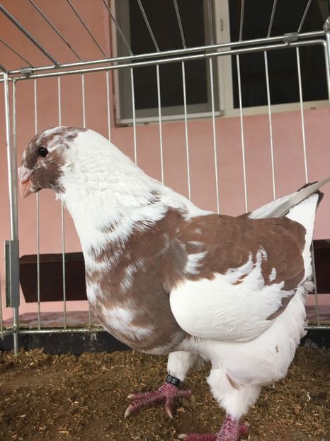 DEC7B0C7-A508-462B-AE77-AE5EDCB4597E - Porumbei vanduti 2017-2025