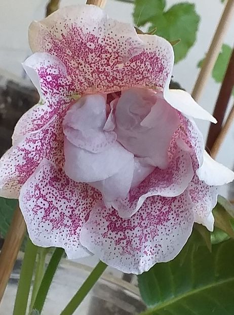 116455553_3129141857167195_7449854494666456662_o - Gloxinia 2020