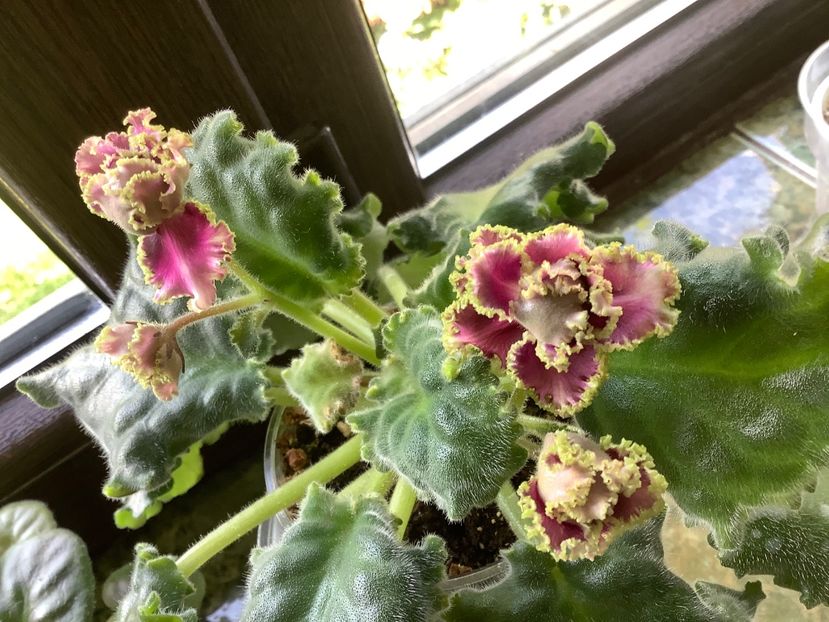  - RS Ice Rose RS Ledianaia Rosa