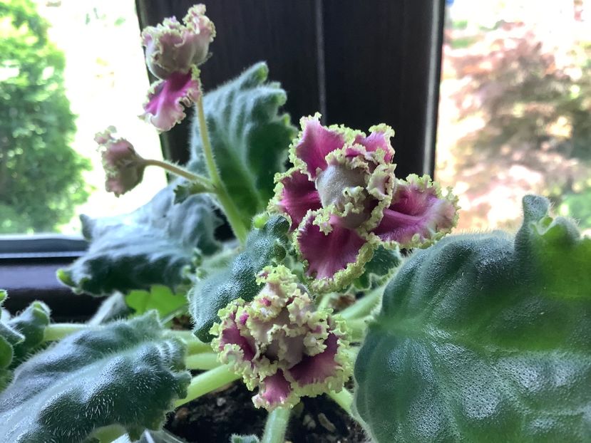  - RS Ice Rose RS Ledianaia Rosa