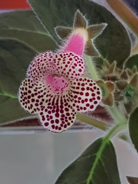 Ni,s Claire - KOHLERIA 2020