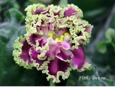  - RS Ice Rose RS Ledianaia Rosa