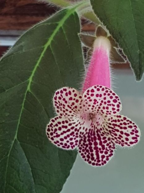 Ni,s Claire - KOHLERIA 2020