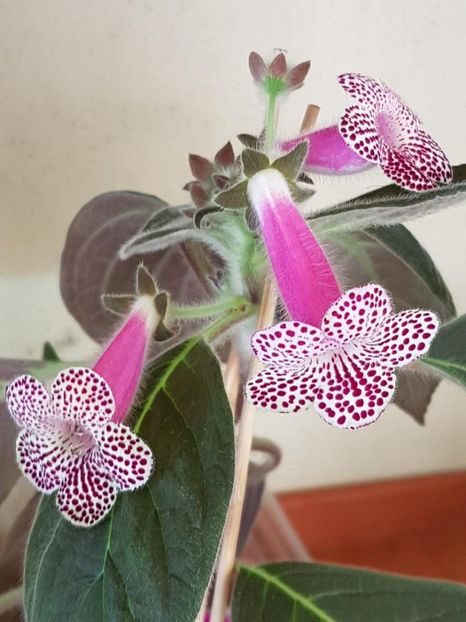 Ni,s Claire - KOHLERIA 2020