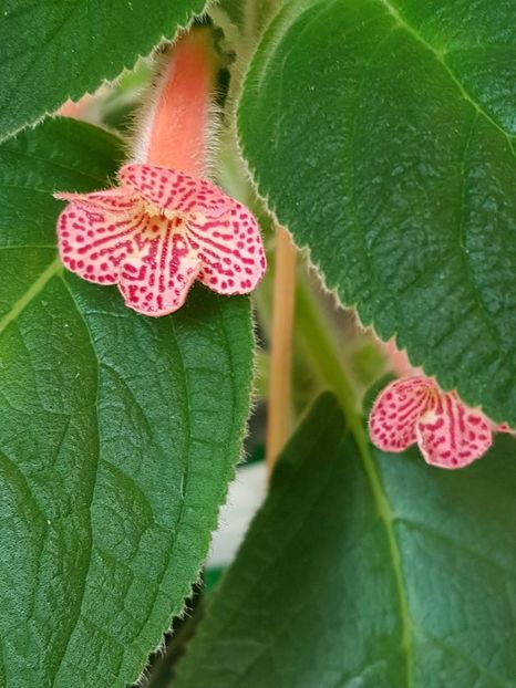 Peridots Mango Martini - KOHLERIA 2020