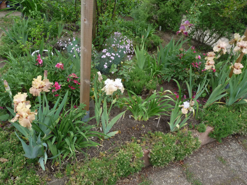 flor f. slab in urma gerului tarziu in primavara - Garofite