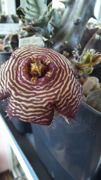 27.07.2020 - Stapelia revoluta v tigrida