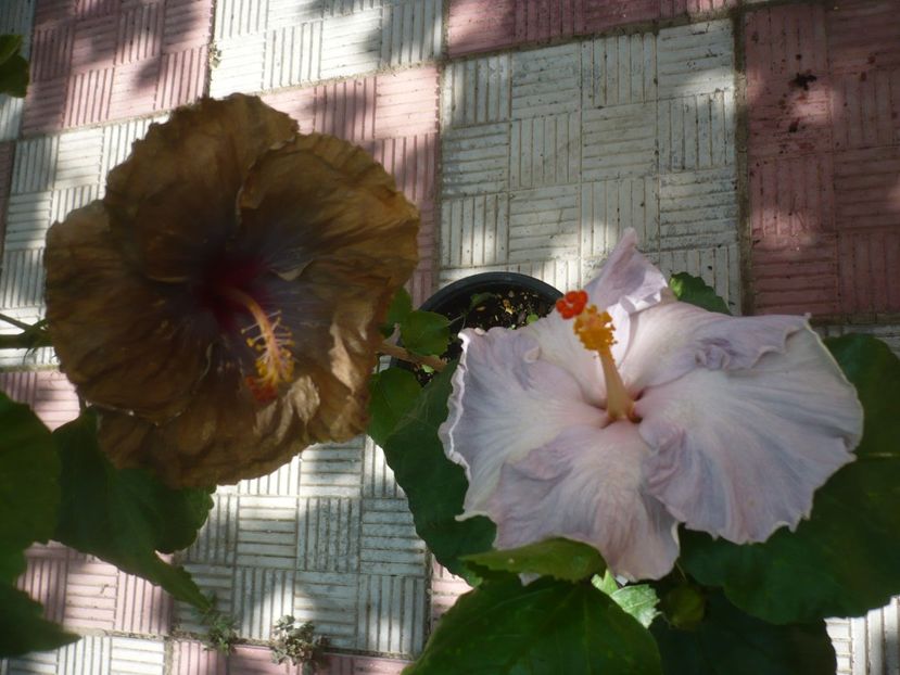 P1450169 - HIBISCUSI 2020-2