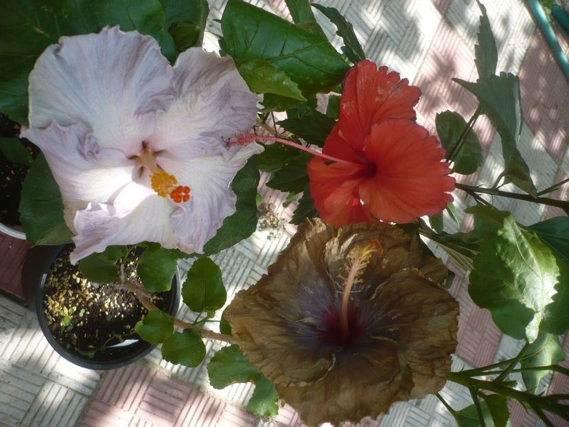 P1450170 - HIBISCUSI 2020-2