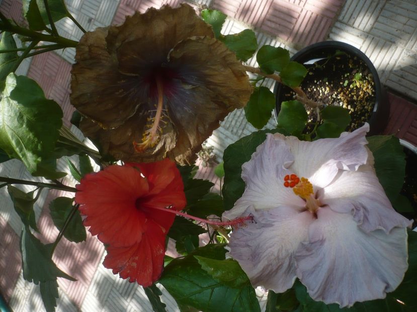 P1450171 - HIBISCUSI 2020-2