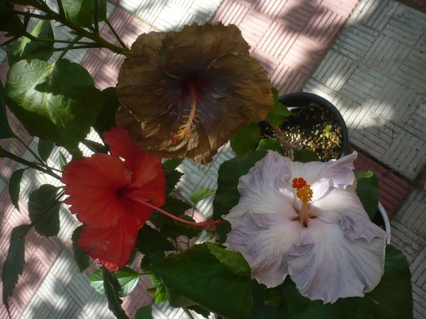 P1450172 - HIBISCUSI 2020-2