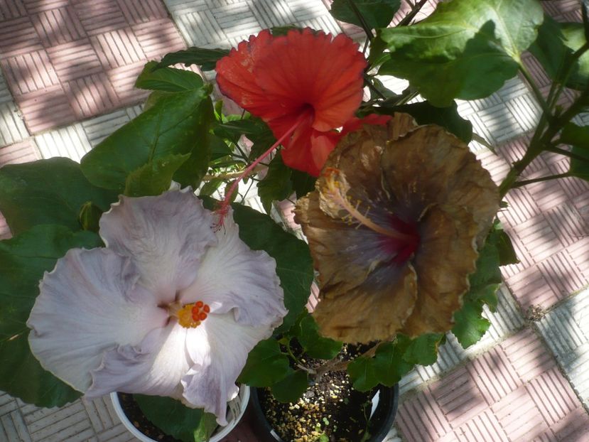 P1450173 - HIBISCUSI 2020-2