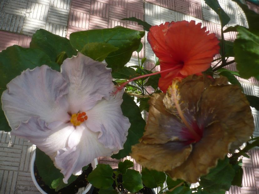 P1450174 - HIBISCUSI 2020-2