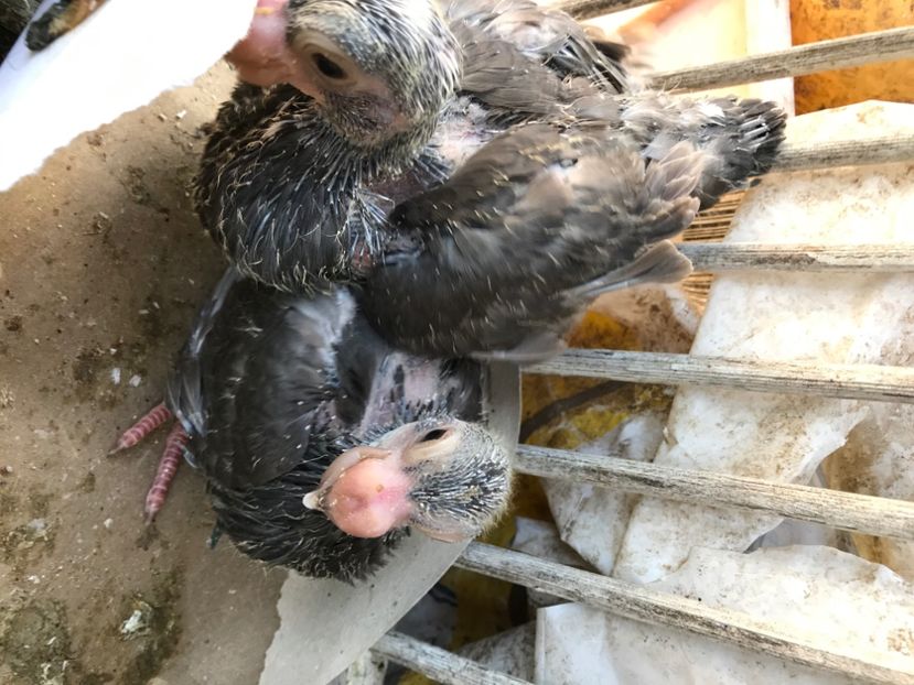 B939770E-CAD3-45DB-A54A-BC2DBCC4CB21 - Pui 2020