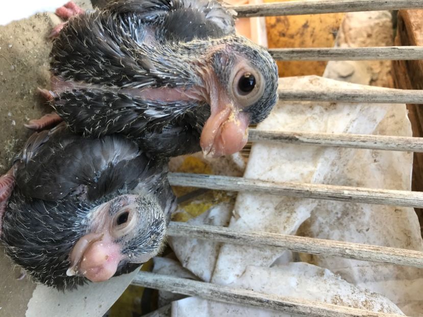 59D748AD-D0C0-484C-B720-B242A2E519B8 - Pui 2020