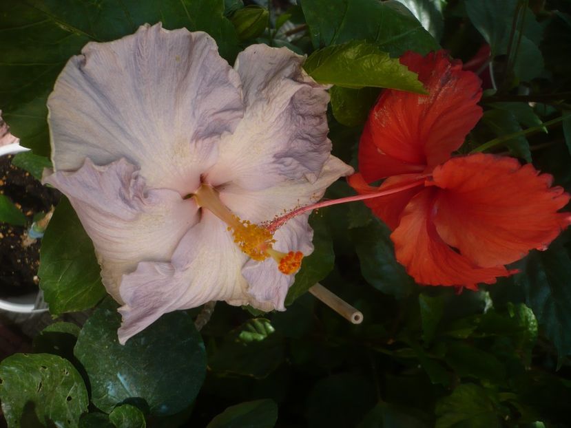 P1450178 - HIBISCUSI 2020-2