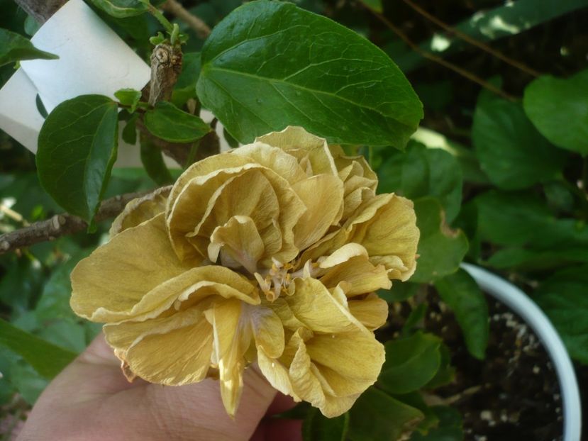 P1450179 - HIBISCUSI 2020-2